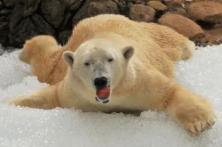 生活不会变得更好！