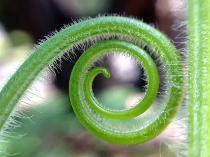 菜青虫,吊坠,蛇,蕨类,手链,西葫芦植物卷须 菜青虫,吊坠,蛇,蕨类,手链,西葫芦植物卷须