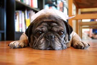 帕格罗斯科（Roscoe）头上有冰袋-在西雅图热浪中凄惨