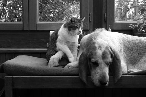 沙发,金毛犬,床,圣伯纳犬,室内一角,3174叫醒我的朋友