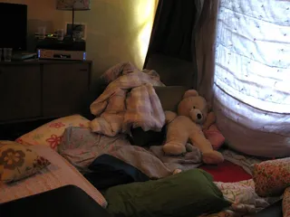 金毛犬,拉不拉多,狗,金毛/金毛寻回犬,腊肠犬,过夜残骸