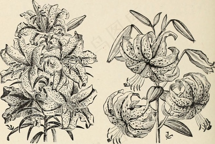 图片来自“ 1903年行业批发价格：蔬菜和花卉种子鳞茎，植物工具等”的第79页，（1903年）