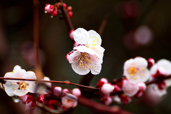 红梅花,雪中红梅,春梅,梅花,白梅花,雨中的日本杏：雨の红梅