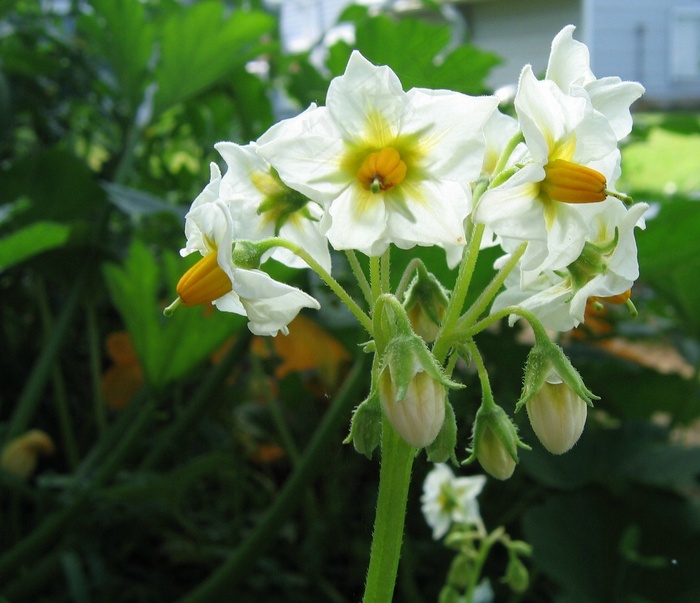 花卉,水仙,沙养水仙,水仙花,北美刺龙葵,马铃薯花