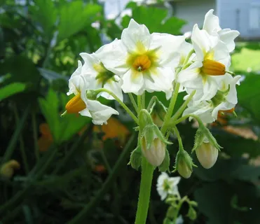 花卉,水仙,沙养水仙,水仙花,北美刺龙葵,马铃薯花