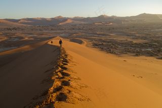沙漠,驼队,戈壁,天空,树,纳米比亚沙丘