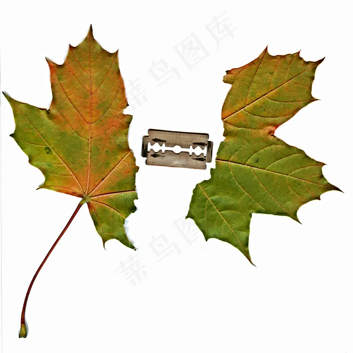 ►剃须刀刮破的枫叶◄柏林，2007年10月3日