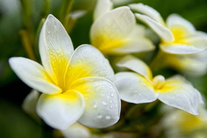 缅栀子,鸡蛋花,红鸡蛋花,花卉,水鬼蕉,为了我的妻子