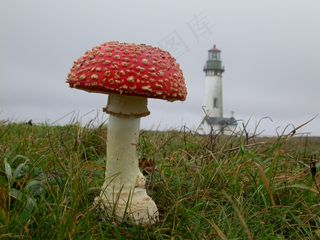 在Yaquina头灯塔的Muscaria蘑菇