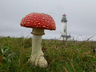 在Yaquina头灯塔的Muscaria蘑菇