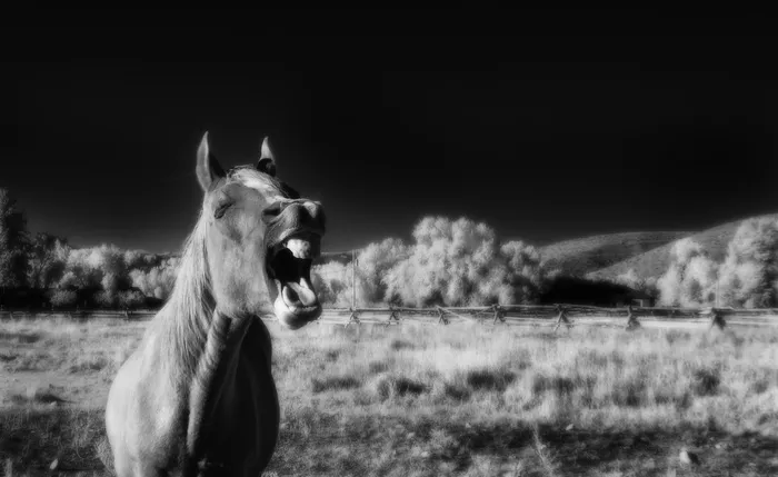 罗杰·达特里（Roger Daltrey）向我们展示了为什么他的“不会再被欺骗”的原始尖叫仍然是摇滚乐中最好的