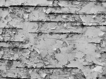 砖石材,树,隔热砖,自然/人文景观,月球环形山,桦树皮