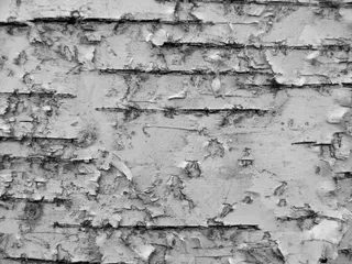 砖石材,树,隔热砖,自然/人文景观,月球环形山,桦树皮