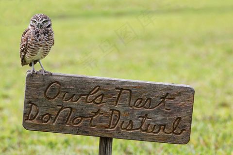 猫头鹰在这里筑巢