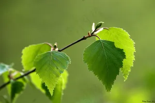 白桦,榛子树,美洲椴,灰桤木,桑树,布劳