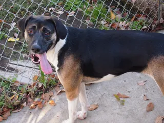 小狗,女孩,鸟类,美女,猎狗,雏菊