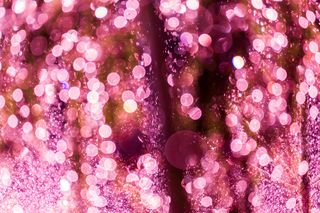 花卉,细胞图,囊虫,树,玫瑰花,夏天和爱