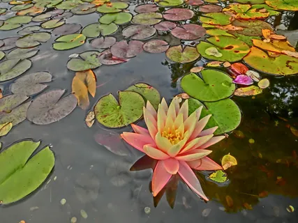 温哥华的莲花 温哥华的莲花
