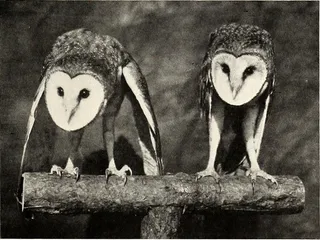 图片来自“ St. Nicholas [serial] ”（1873年）第218页