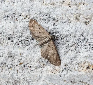 昆虫类,虫子,尺蛾科,尺蛾,尺蠖蛾,帕格犬