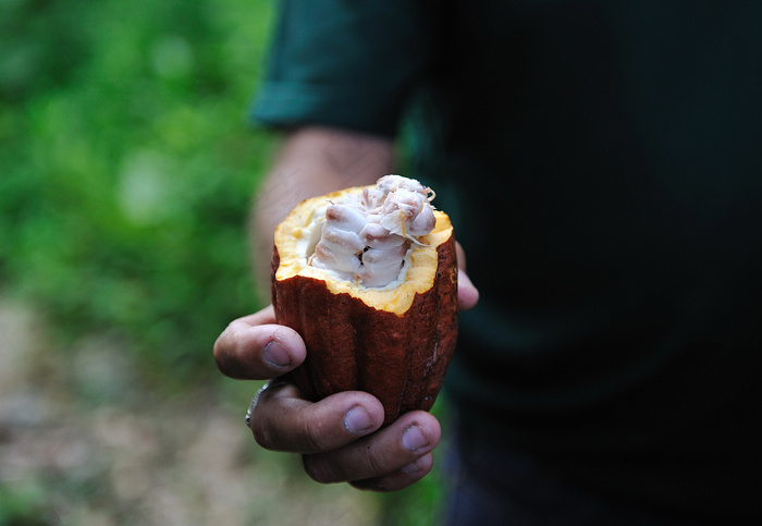 植物,工艺品,花卉,石头,可可豆,Fèvesde cacao