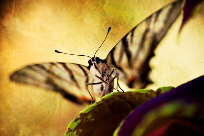 长脚蚊,姬蜂,鹿蛾,天牛,棒络新妇,蝴蝶