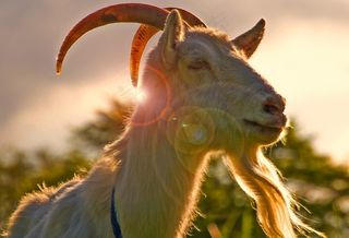 哺乳类,卡通动漫人物,鸟类,图画,捻角羚,山羊....