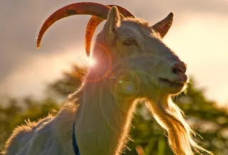 哺乳类,卡通动漫人物,鸟类,图画,捻角羚,山羊....