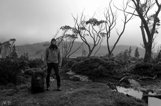 雪树银花,短叶丝兰木,胡杨,狐尾松,橄榄树,时尚警察！