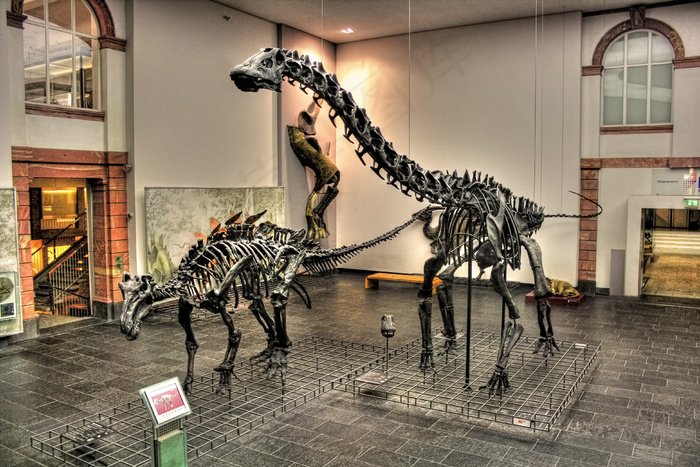 美因河畔法兰克福-森肯伯格博物馆-Diplodocus und Edmontosaurus