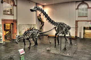 美因河畔法兰克福-森肯伯格博物馆-Diplodocus und Edmontosaurus