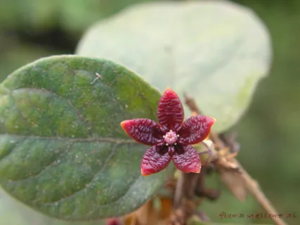 拟南芥(Hemidesmus indicus var.pubescens Hook.f.) 拟南芥(Hemidesmus indicus var.pubescens Hook.f.)