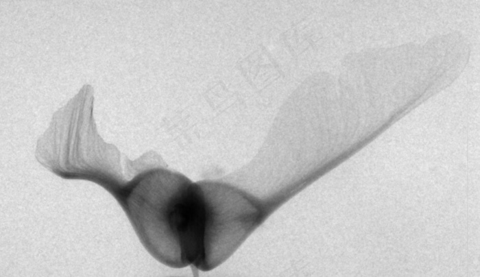 勺,汤勺,耳机,葫芦,阿尔卑斯马蹄莲,直升机种子