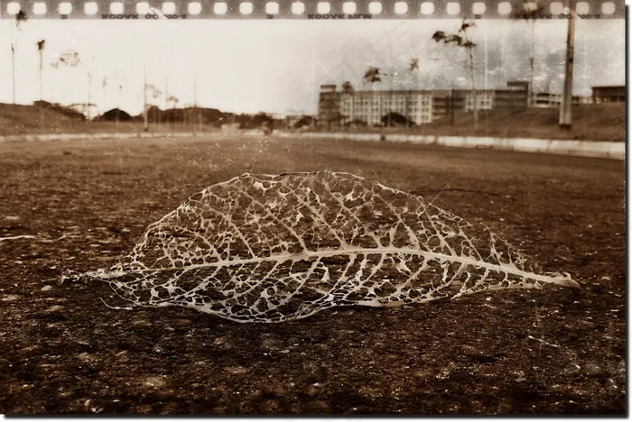 在空荡荡的街道上干叶