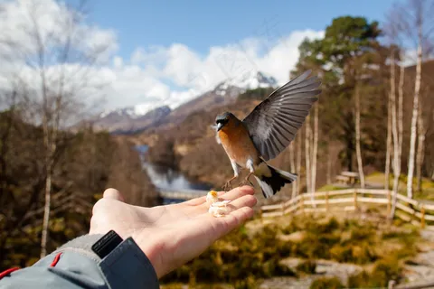 鸟类,蜡嘴雀,树,美女,风景,燕雀从我的手在苏格兰格伦阿弗里克吃