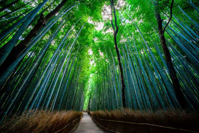 •クリン•agan峨野竹林（S峨野竹林）