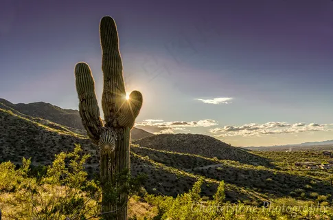 扁果菊,仙人掌,电线/电缆,仙人柱,桌面绿植,柱仙人掌Sunset.jpg 扁果菊,仙人掌,电线/电缆,仙人柱,桌面绿植,柱仙人掌Sunset.jpg