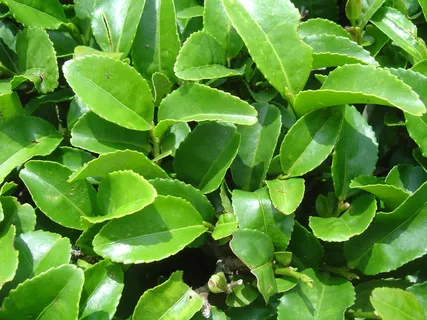 绿茶叶特写 绿茶叶特写