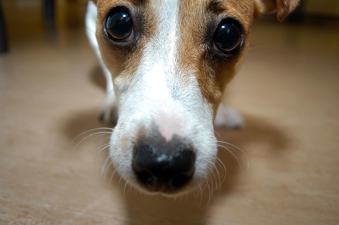 狗
