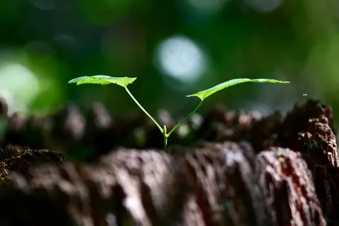 树木园的新生活 树木园的新生活