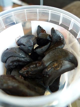 贻贝,海洋贻贝,紫贻贝,菱角,青口贝,食品科学日哥特式鹰嘴豆泥