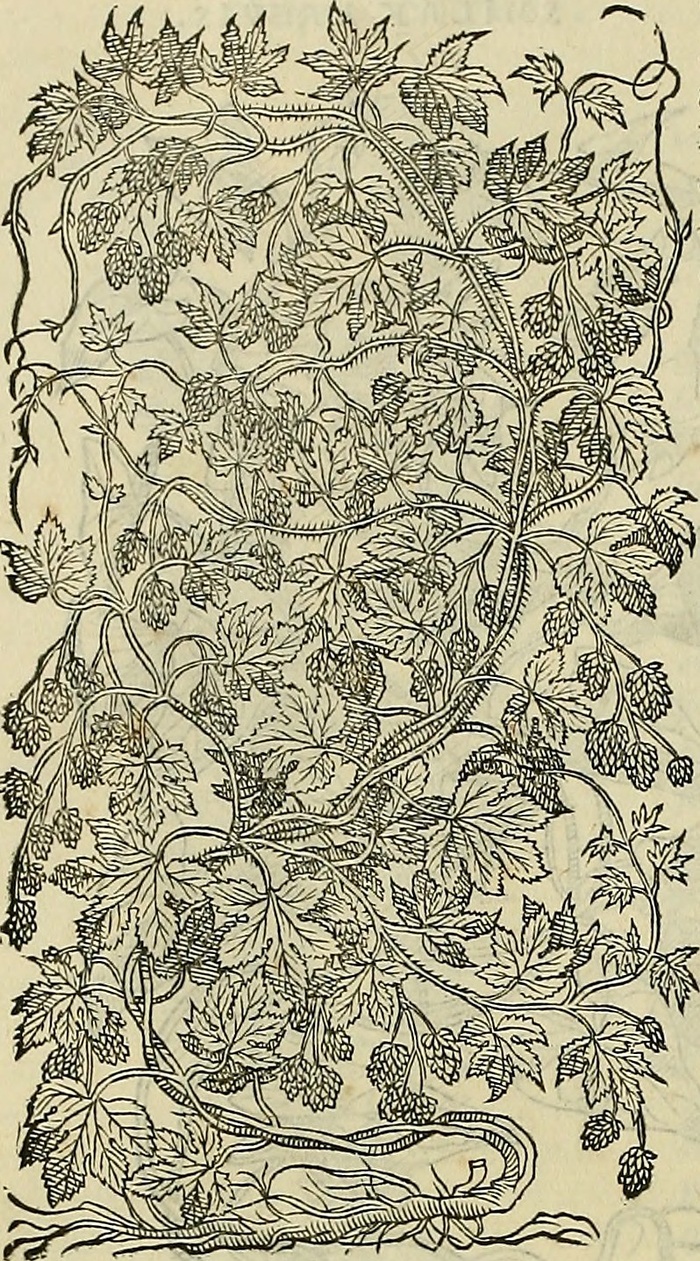 图片来自“ Petri Andreae Matthioli Senensis serenissimi Principis Ferdinandi Archiducis Austriae＆c。，Petriciii secundo aucti”的第691页图片：在性行为中，Pedacii Dioscoridis Anazarbei de medicamateria。Adiectisquàmplurimi