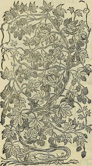 图片来自“ Petri Andreae Matthioli Senensis serenissimi Principis Ferdinandi Archiducis Austriae＆c。，Petriciii secundo aucti”的第691页图片：在性行为中，Pedacii Dioscoridis Anazarbei de medicamateria。Adiectisquàmplurimi