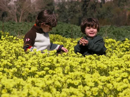 油菜花,江岭,花海,毛果一枝黄花,金丝皇菊,内尔·贾洛·迪宾托·迪乔科