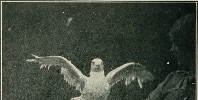 卡通动漫人物,字碑,图画,平板手机,手,图片来自“鸟类笔记”(1902)第125页 卡通动漫人物,字碑,图画,平板手机,手,图片来自“鸟类笔记”(1902)第125页