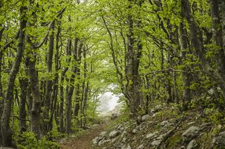 树,生态林,竹林,松林,自然公园,正确的方法？