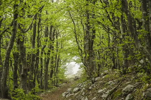 树,生态林,竹林,松林,自然公园,正确的方法? 树,生态林,竹林,松林,自然公园,正确的方法?