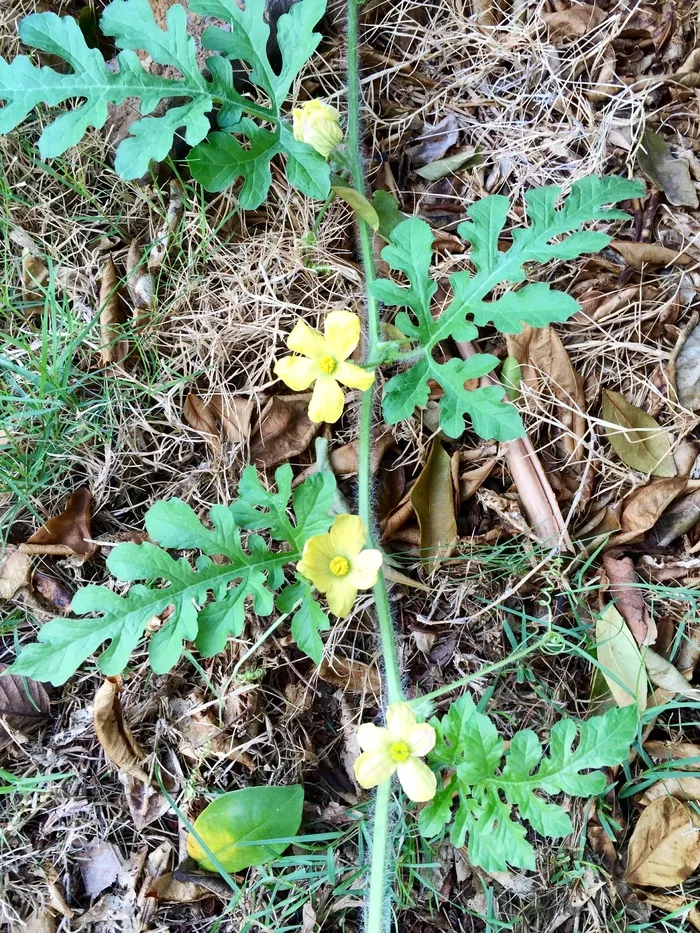 蔷薇科,树,间断委陵菜,靖远毛茛,盆栽植物,西瓜藤