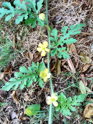 蔷薇科,树,间断委陵菜,靖远毛茛,盆栽植物,西瓜藤