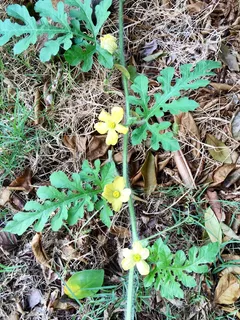 蔷薇科,树,间断委陵菜,靖远毛茛,盆栽植物,西瓜藤 蔷薇科,树,间断委陵菜,靖远毛茛,盆栽植物,西瓜藤